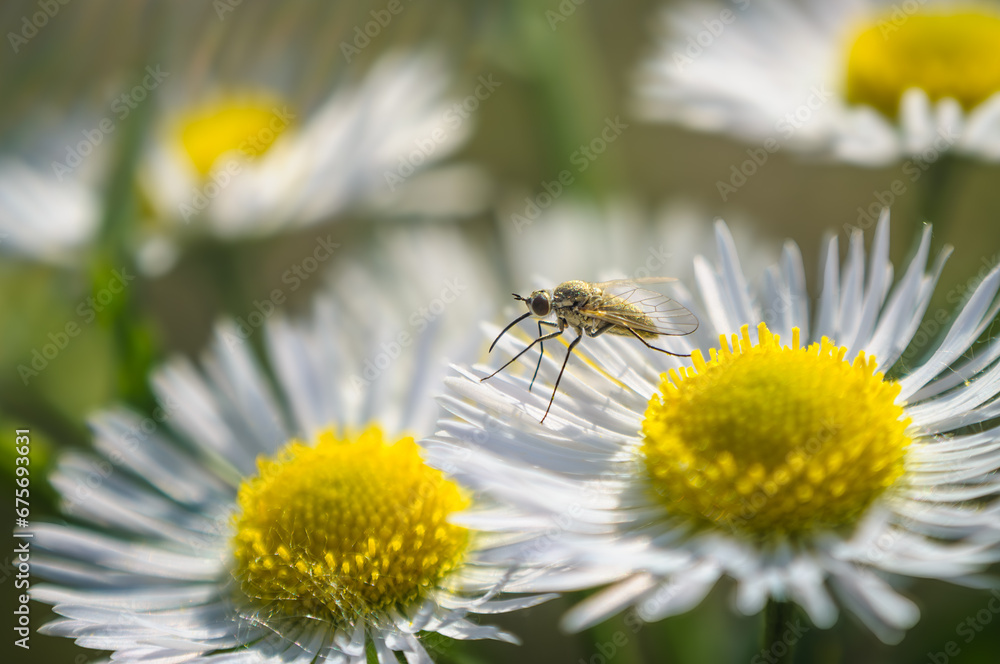 Closeup of a mosquito on a chamomile flower Closeup of a mosquito on a chamomile flower