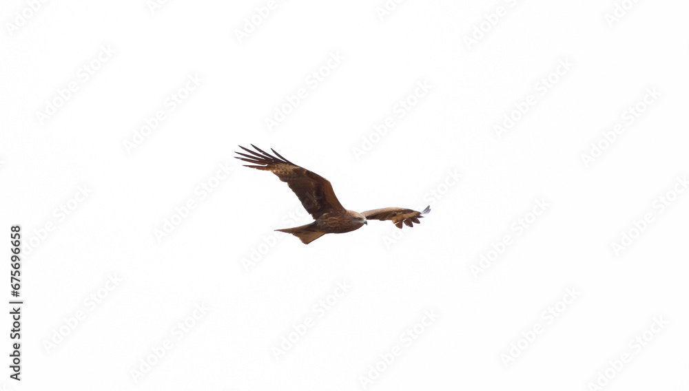 Fototapeta premium Eagle in flight on a white background. Golden eagle in free flight.