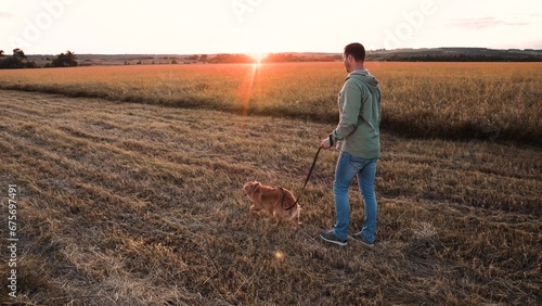 Owner lets trained cocker spaniel dog to free-roam in field lit by back sunset