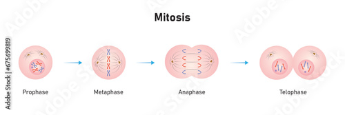 Mitosis Phases Scientific Design. Vector Illustration.