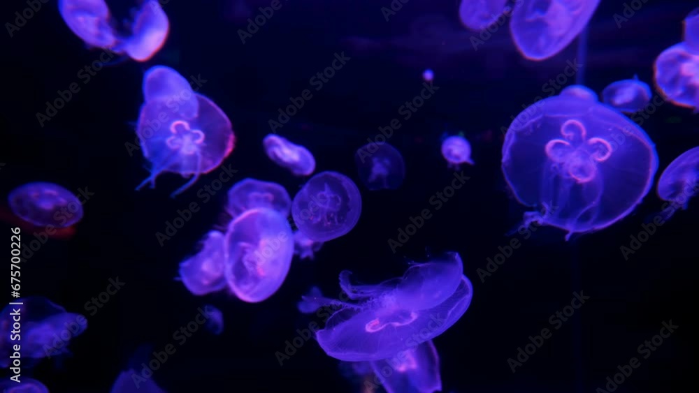 Violet Shellfish Rare violet medusa jelly fish floating on deep ocean abyss water ...