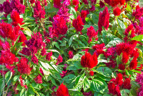 Fototapeta Naklejka Na Ścianę i Meble -  Blooming red flowers in  Jawaharlal Nehru Memorial Botanical Gardens in Srinagar,Jammu,Kashmir India, Asia