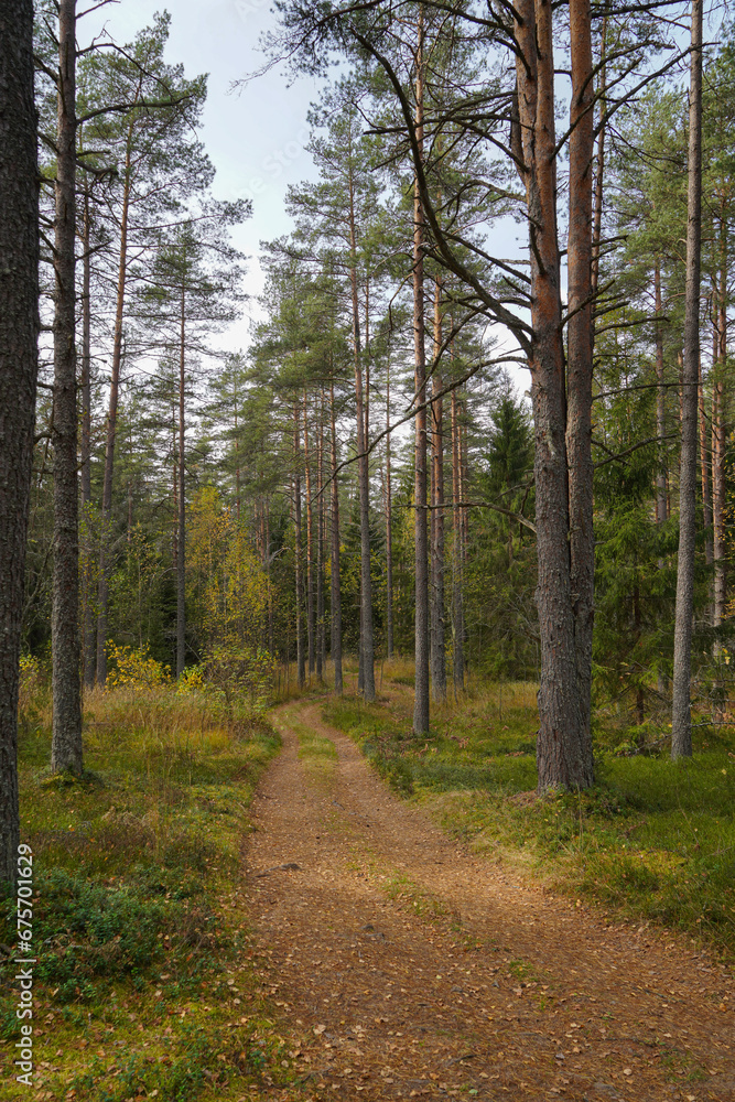 the road of the autumn pine forest the road of the autumn pine forest