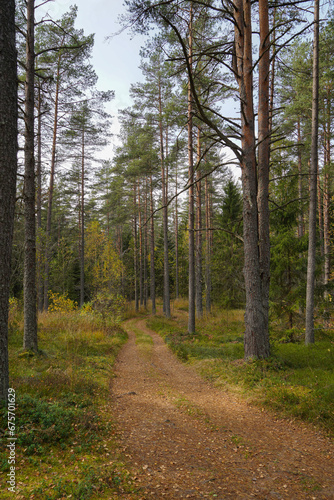 the road of the autumn pine forest