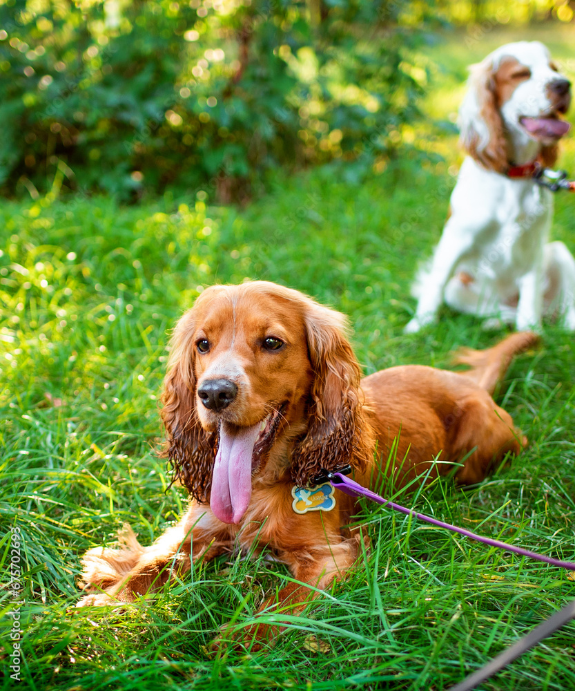 English cocker spaniel puppy lies on green grass in the park. The dog has a collar. The dog with an open mouth looks away, he is resting. The photo shows two puppies. The photo is blurred