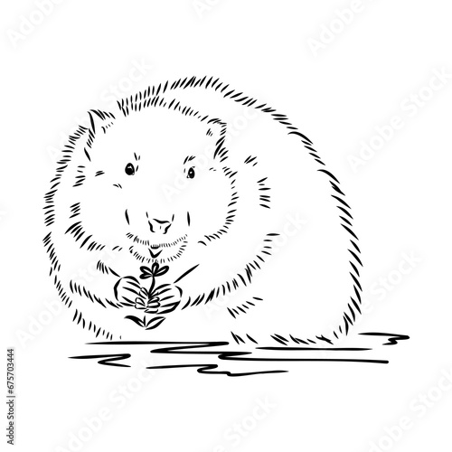 Obraz na plátne Vector image of silhouette of muskrat on a white background