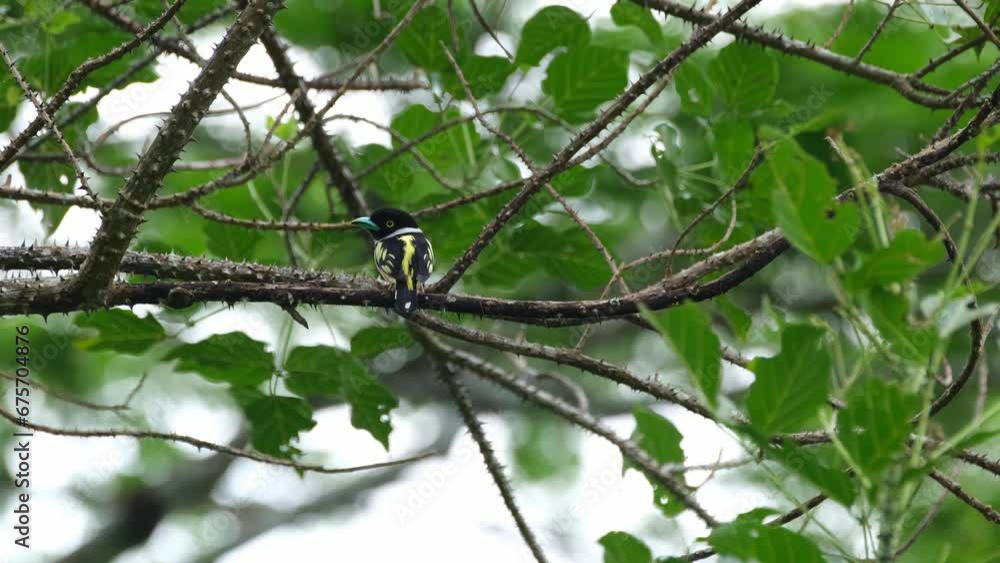 Seen from its back as the camera zooms out during a windy afternoon, Black-and-yellow Broadbill Eurylaimus ochromalus, Thailand Seen from its back as the camera zooms out during a windy afternoon, Black-and-yellow Broadbill Eurylaimus ochromalus, Thailand
