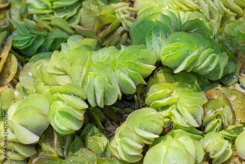 Closeup fresh Giant salvinia, Aerican payal, Kariba weed, Salvinia, Water fern salvinia (Salvinia Molesta) float on the water in the water source photo