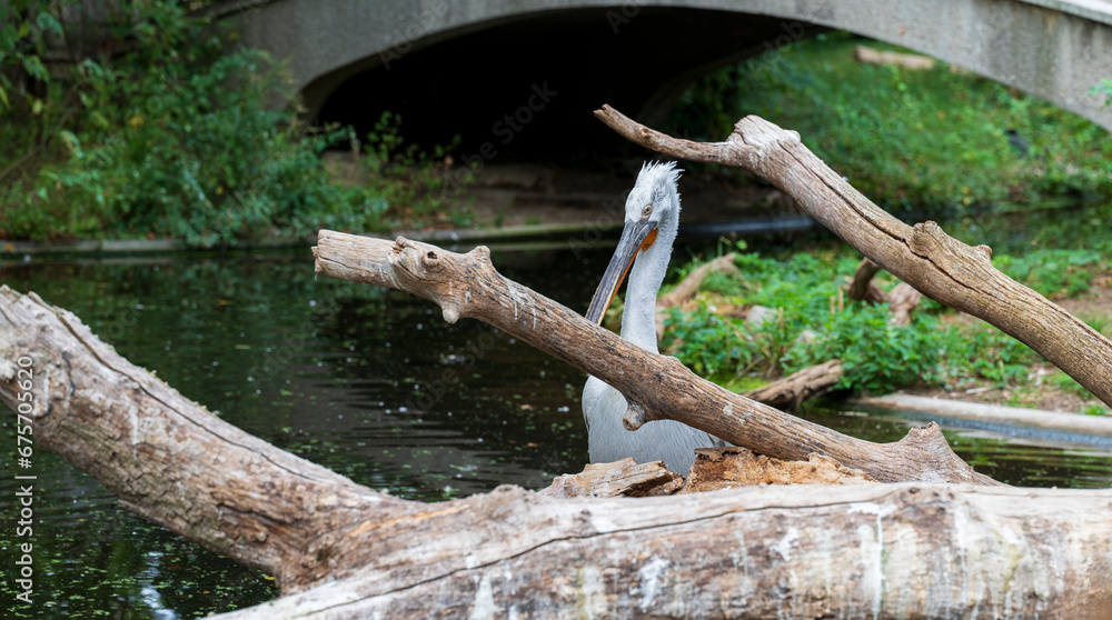 Gray pelican stands behind the branches of tree