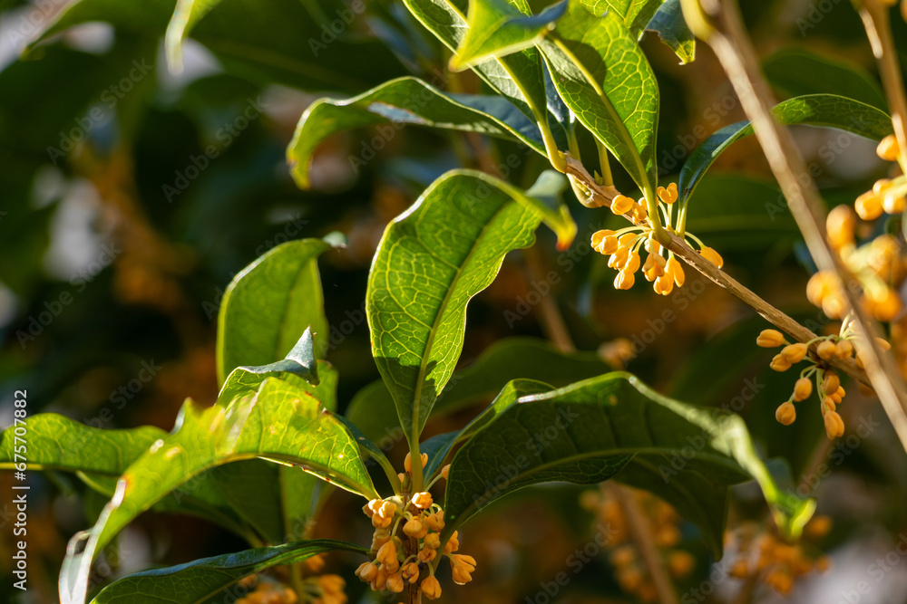 太陽の光を浴びるキンモクセイの花