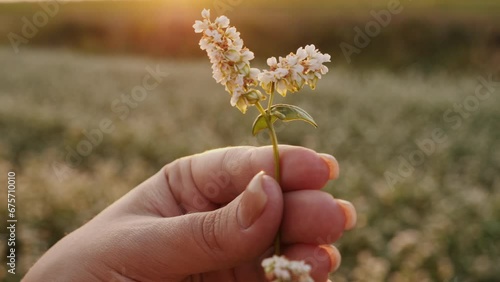 Wallpaper Mural A woman in the field examines the ovary of a flowering crop of buckwheat at sunset, hands and flower close-up Torontodigital.ca