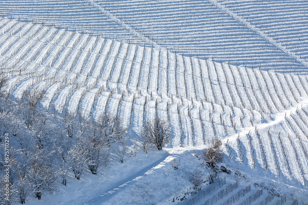 Vineyards in a row on the snowy hill in Italy.