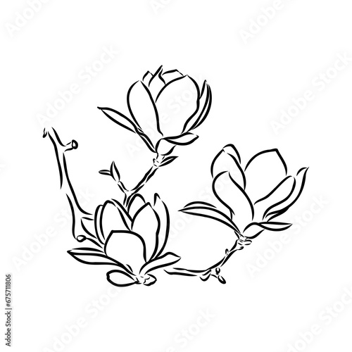 Magnolia flower Hand drawing and sketch line art on white backgrounds hand drawn