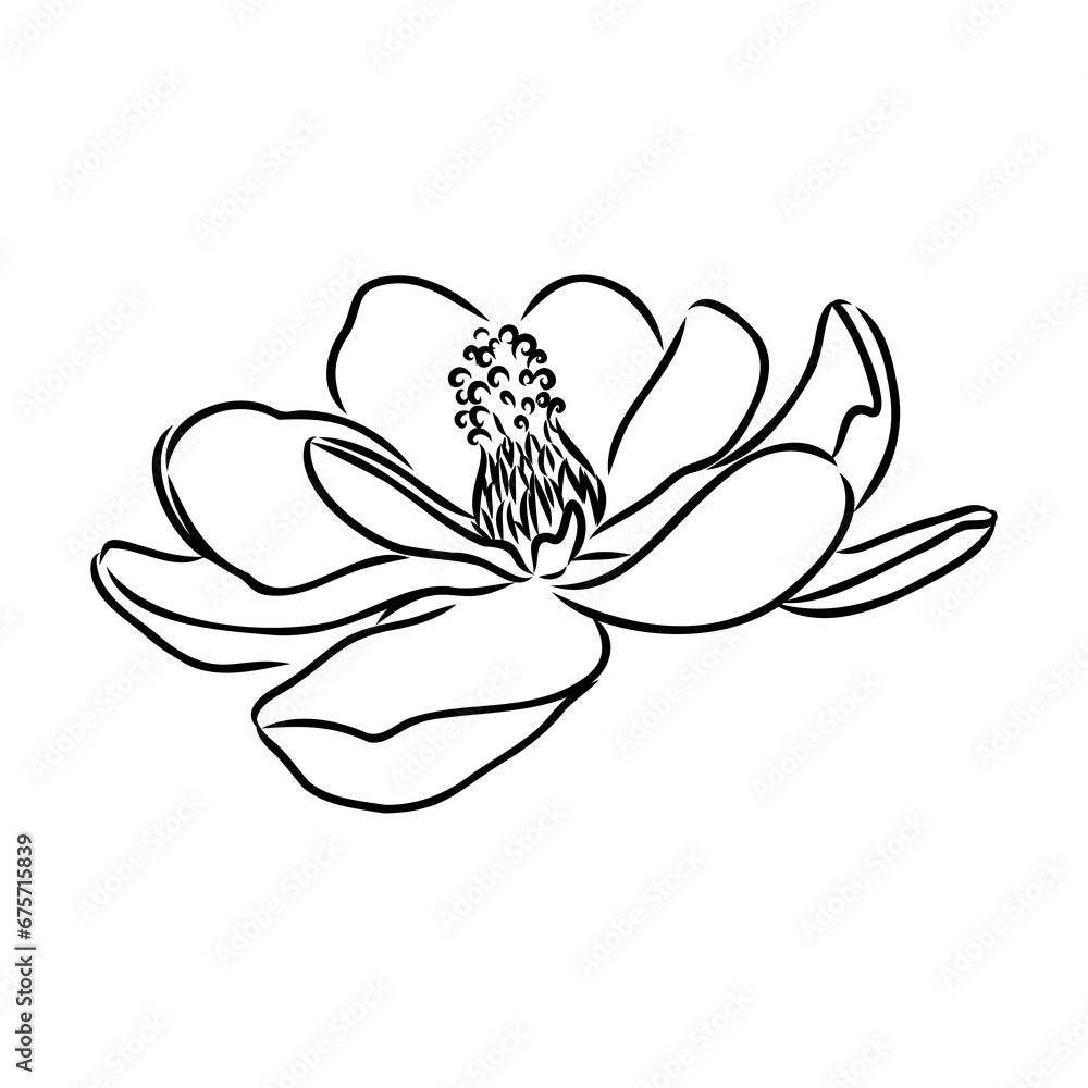 Magnolia flower Hand drawing and sketch,line art on white backgrounds hand drawn Magnolia flower Hand drawing and sketch,line art on white backgrounds hand drawn