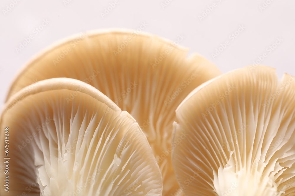 Fresh oyster mushrooms on light background, macro view Fresh oyster mushrooms on light background, macro view