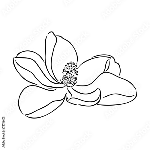 Magnolia flower Hand drawing and sketch,line art on white backgrounds hand drawn