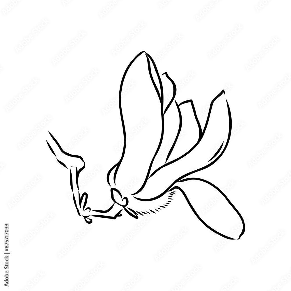 Fototapeta premium Magnolia flower Hand drawing and sketch,line art on white backgrounds hand drawn
