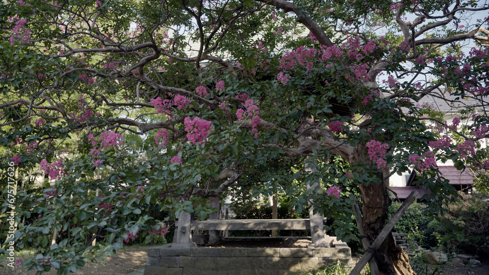 寺の境内に咲くサルスベリ