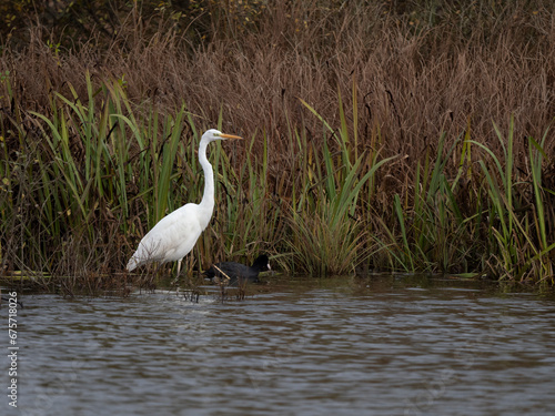 Silberreiher  Ardea alba 