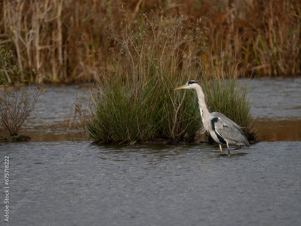 Fototapeta premium Graureiher (Ardea cinerea)