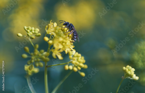 Bees feed on yellow flowers