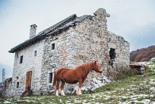 French mountain horse grazing, Bergamo pre-Alps, Italian landscape