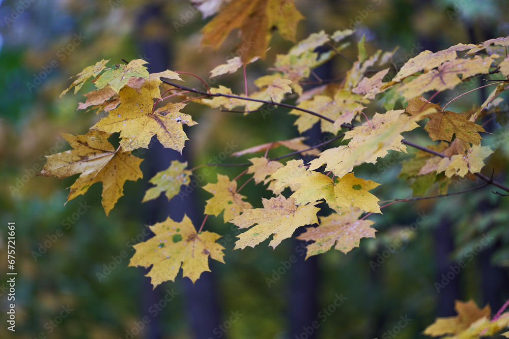 Tree branches with yellow leaves on the background of park.