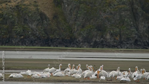 A Seasonal Visit: American White Pelicans at Cooney Bay in Autumn. photo