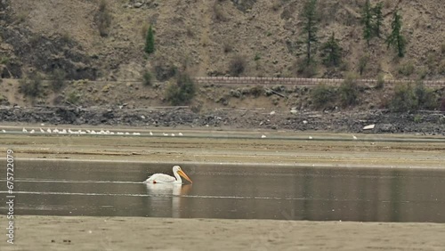 Flocking South: American White Pelican Grace Cooney Bay in Autumn photo