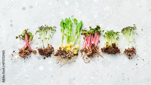 Collage of different microgreens. microgreen dill sprouts, radishes, mustard, mustard in the range. Set of colored micro greens on сірому background. photo