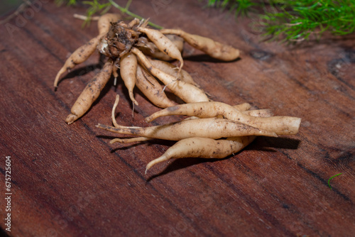 Shatavari or Asparagus racemosus roots on wooden background , herbal or ayurvedic medicine photo