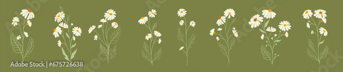 Set of daisy flowers. Chamomile illustration. Vector.