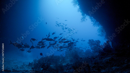 Photos Underwater cavern entrance with school of fish swimming