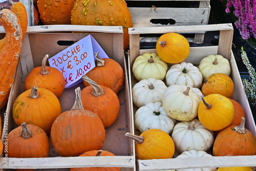 Zucche in un mercato autunnale photo