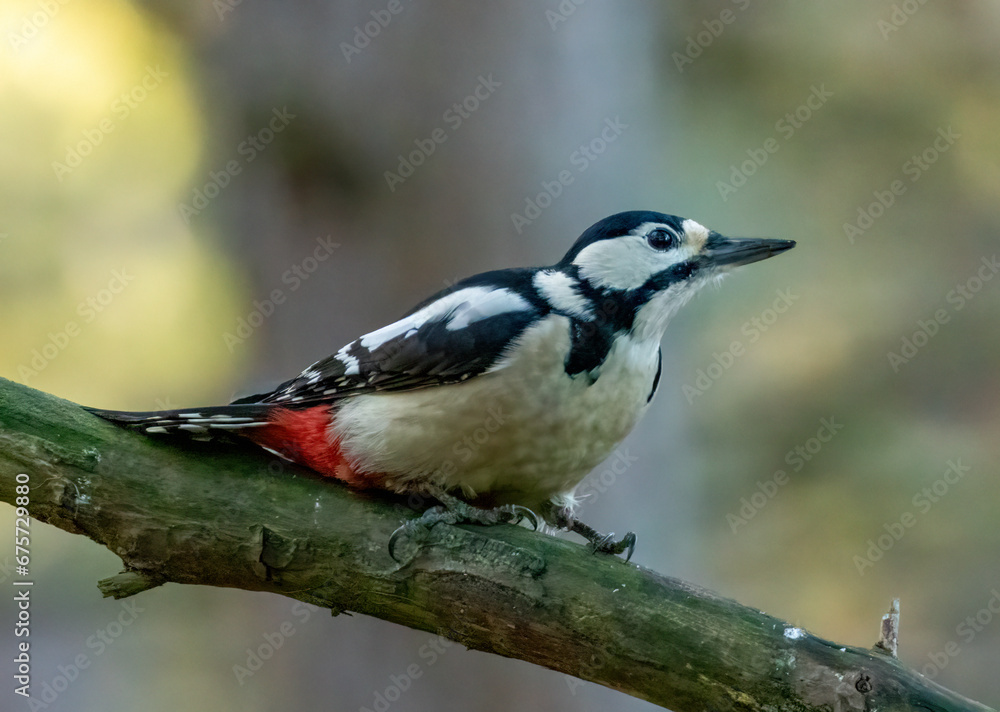 Obraz premium Beautiful female great spotted woodpecker on a branch in the woodland