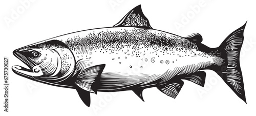Salmon fish sketch hand drawn in doodle style Vector illustration