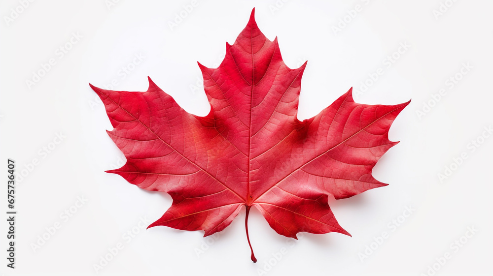 Red maple leaf isolated on white background Red maple leaf isolated on white background