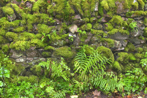 Drystone wall in Great Langdale with moss and bracken, the Lake District