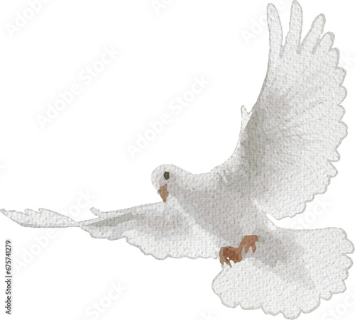 Realistic White Bird Watercolor Illustration