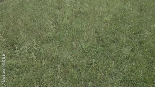 Close up of fresh green grass amazing nature scape chill out therapy exploration summer times relaxing big size high quality botanical footage’s