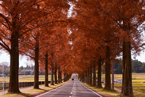 滋賀県マキノのメタセコイア並木と田園風景 photo