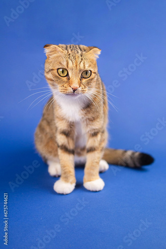 cat on a blue background
