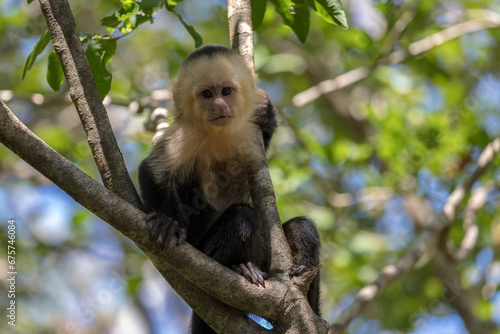 Capuchin monkey in the rainforest near Cahuita, Costa Rica