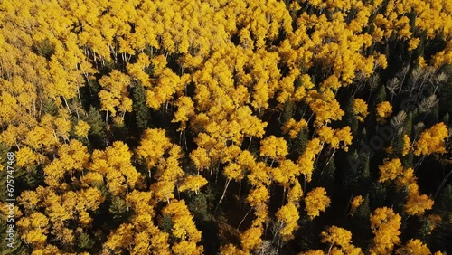 Aerial View of Golden Aspen Trees. Yellow Leaves on Trees. Fall Foliage on Humphreys Peak in Flagstaff, Arizona photo