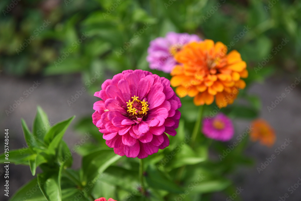 Pink flower of Zinnia close-up in garden Pink flower of Zinnia close-up in garden