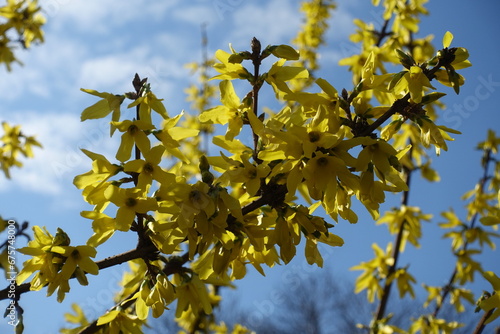 Leafless branch of forsythia with yellow flowers against blue sky in mid March