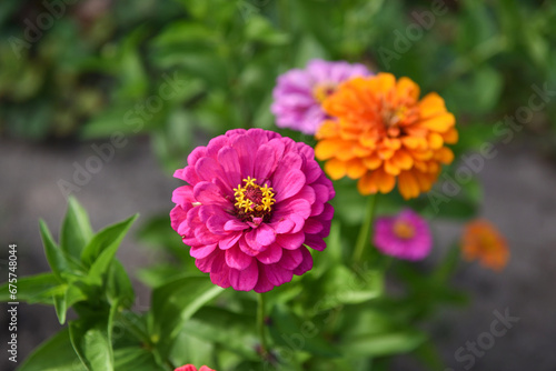 Pink flower of Zinnia close-up in garden