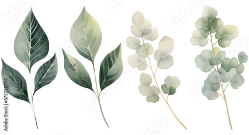 Set of watercolor leaves illustration on transparent background