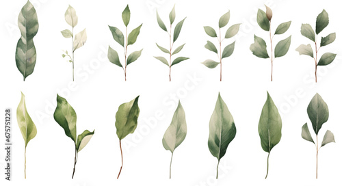Watercolor floral illustration set of green leaf branches isolated on transparent background. Eucalyptus  olive  green leaves 