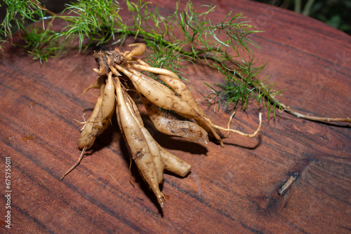 Shatavari or Asparagus racemosus roots on wooden background , herbal or ayurvedic medicine photo